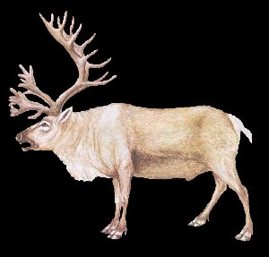 Renne ou Caribou