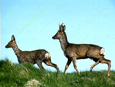 Duo