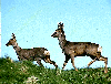 Duo