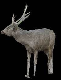 Sambar
