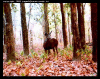 Cerf aux aguets