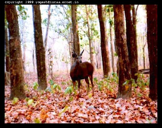Cerf aux aguets