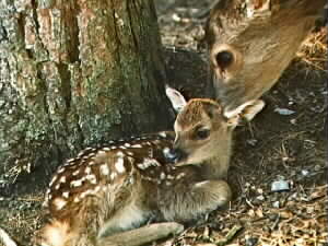 Fawn and its mother