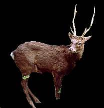 Cerf du japon, Sika