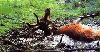 Cerf dans sa souille