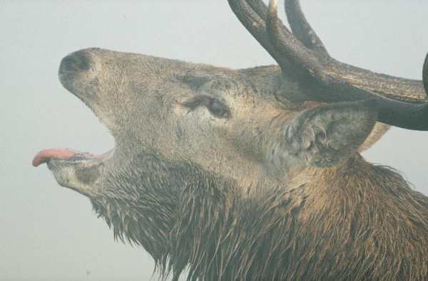 Le brame du cerf