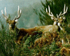 Males aux aguets