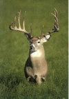 Noble cerf