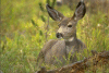 Belle biche