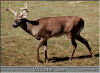 Jeune cerf