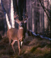 Cerf aux aguets