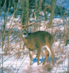 Cerf aux aguets