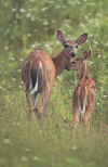 Biche et son faon