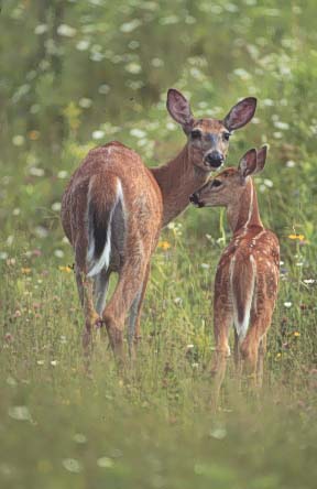 Biche et son faon