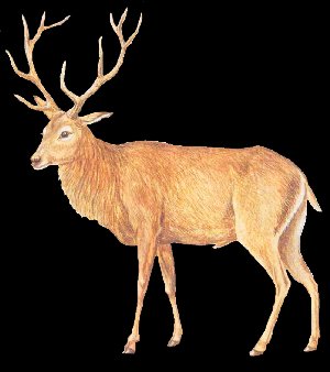 Cerf commun ou Cerf rouge
