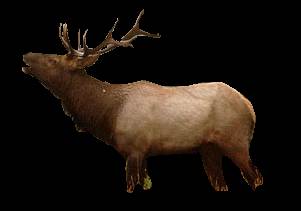 Wapiti
