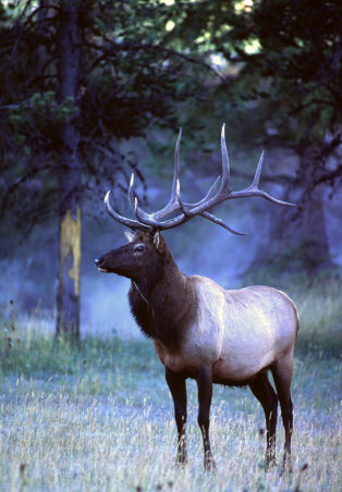 Male in the mist