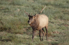 Wapiti assymtrique
