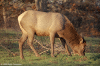 Wapiti sans bois