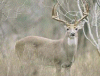Cerf aux aguets