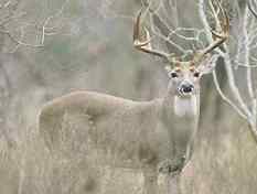 Waiting Deer