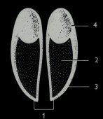 hoof diagram