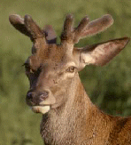 cerf en velour au printemps