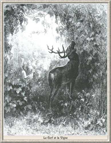 The deer and the vine